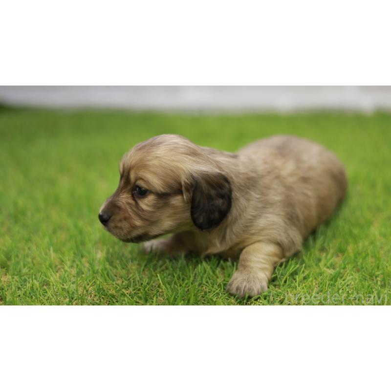 販売中の三重県のカニンヘンダックスフンド(スムースヘアード)-439436の8枚目