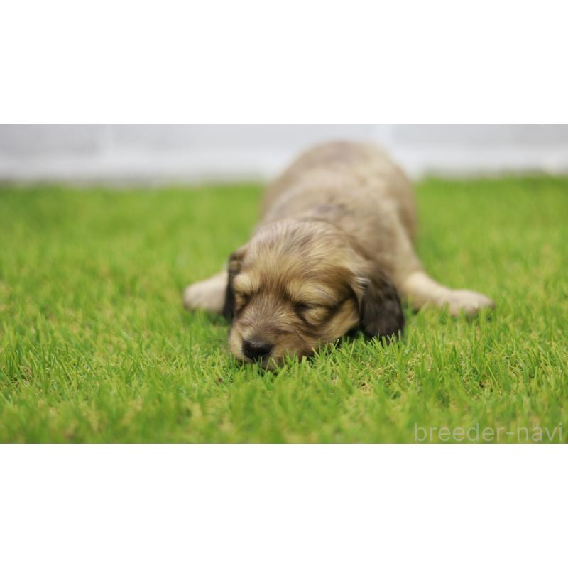 販売中の三重県のカニンヘンダックスフンド(スムースヘアード)-439436の7枚目