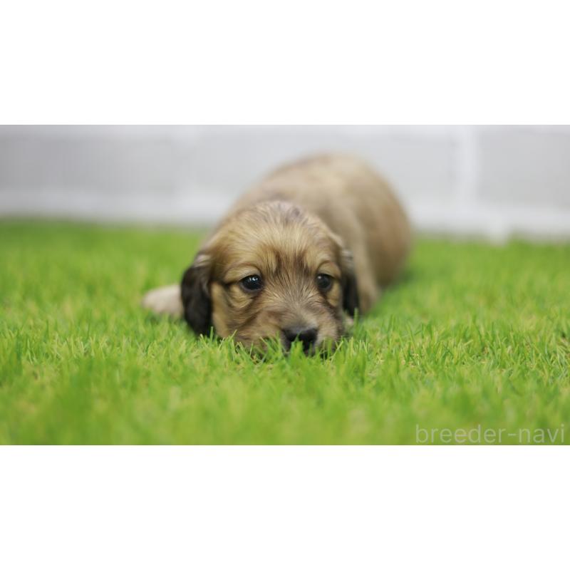 販売中の三重県のカニンヘンダックスフンド(スムースヘアード)-439436の5枚目