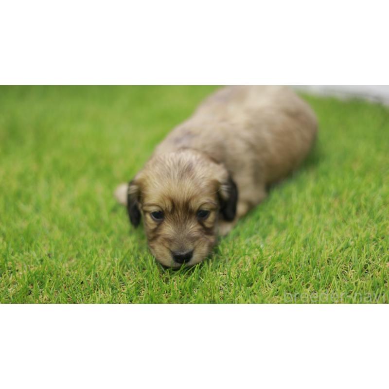 販売中の三重県のカニンヘンダックスフンド(スムースヘアード)-439436の4枚目