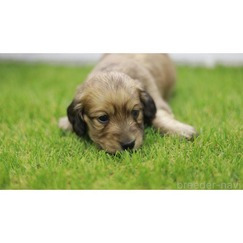 販売中の三重県のカニンヘンダックスフンド(スムースヘアード)-439436の3枚目