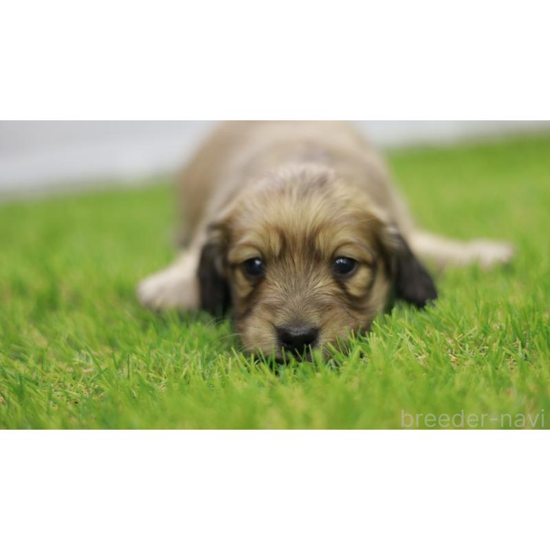 販売中の三重県のカニンヘンダックスフンド(スムースヘアード)-439436の2枚目