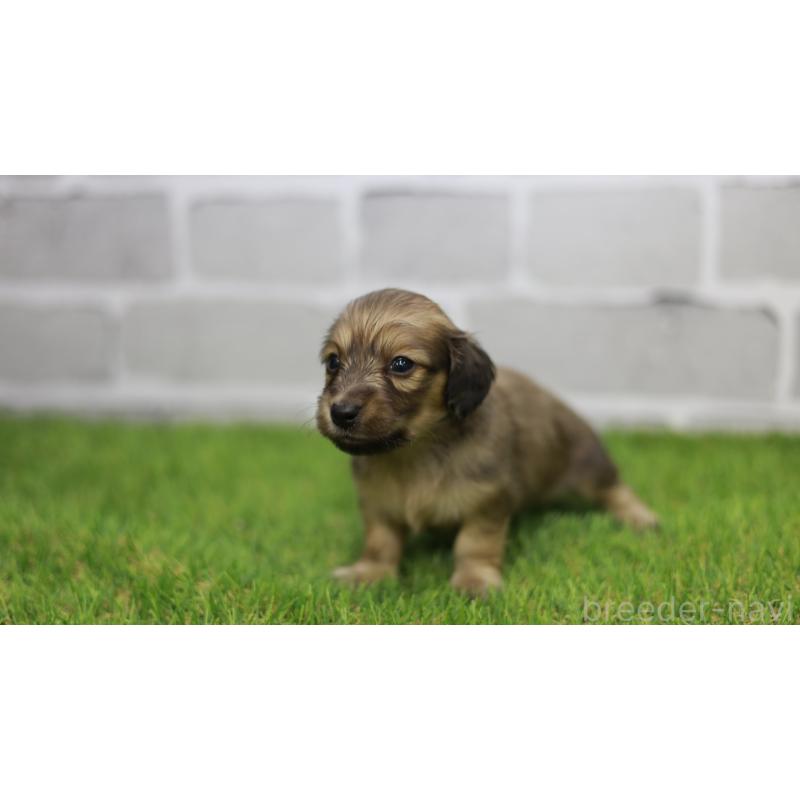 販売中の三重県のカニンヘンダックスフンド(スムースヘアード)-439437の7枚目