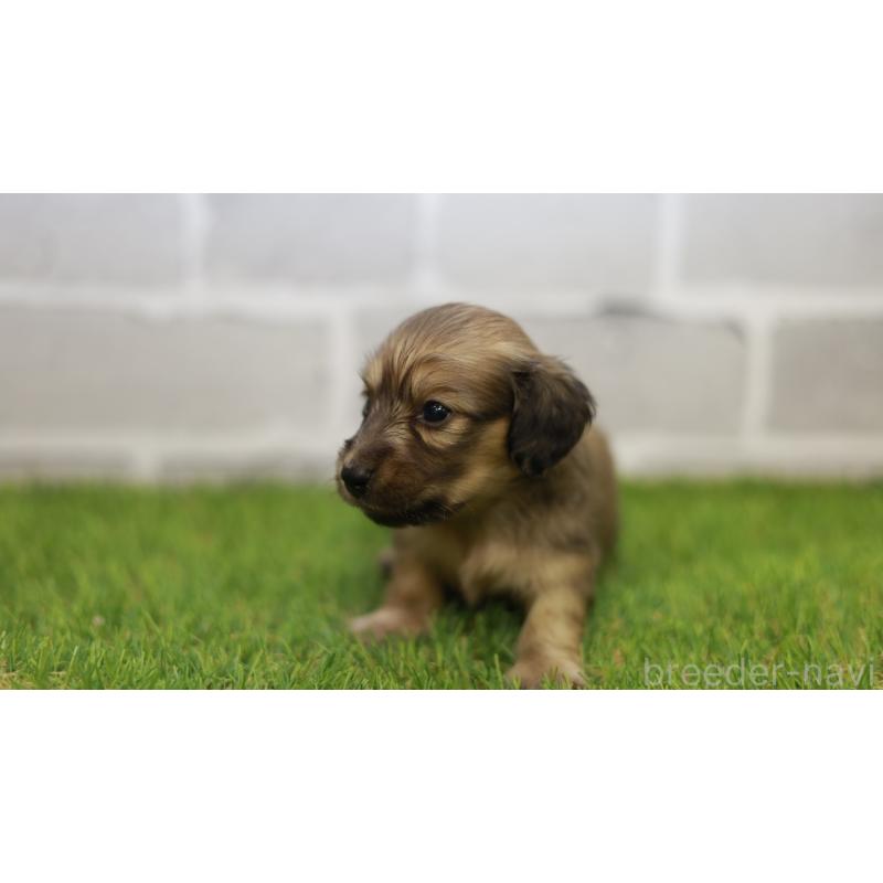 販売中の三重県のカニンヘンダックスフンド(スムースヘアード)-439437の3枚目