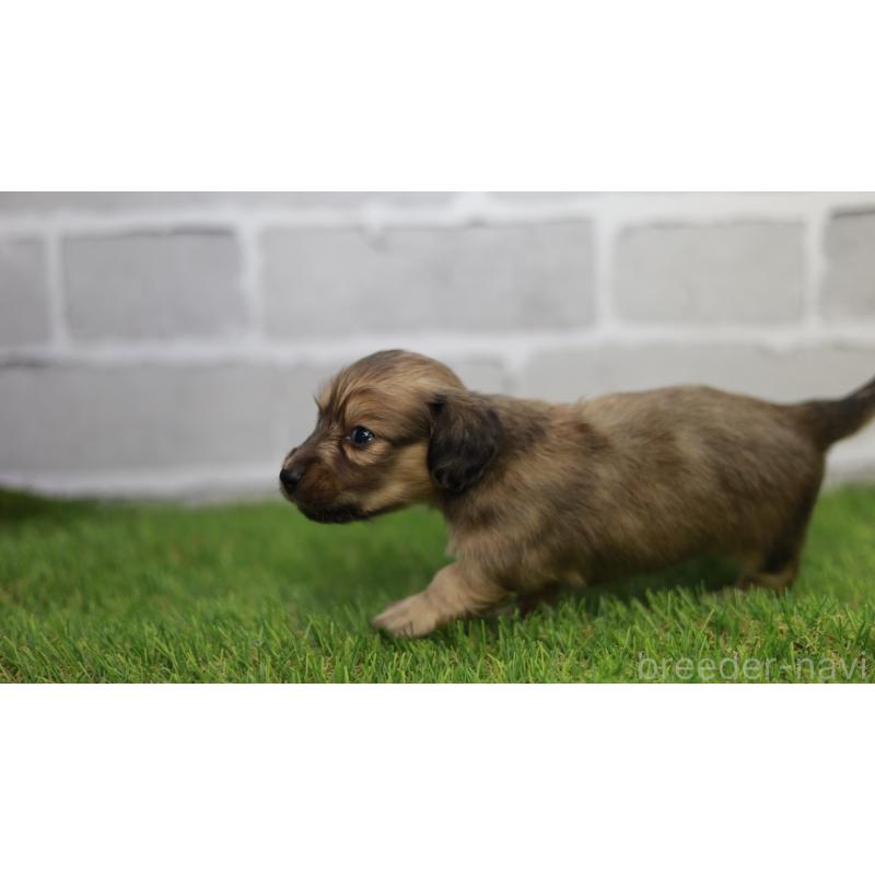 販売中の三重県のカニンヘンダックスフンド(スムースヘアード)-439437の2枚目