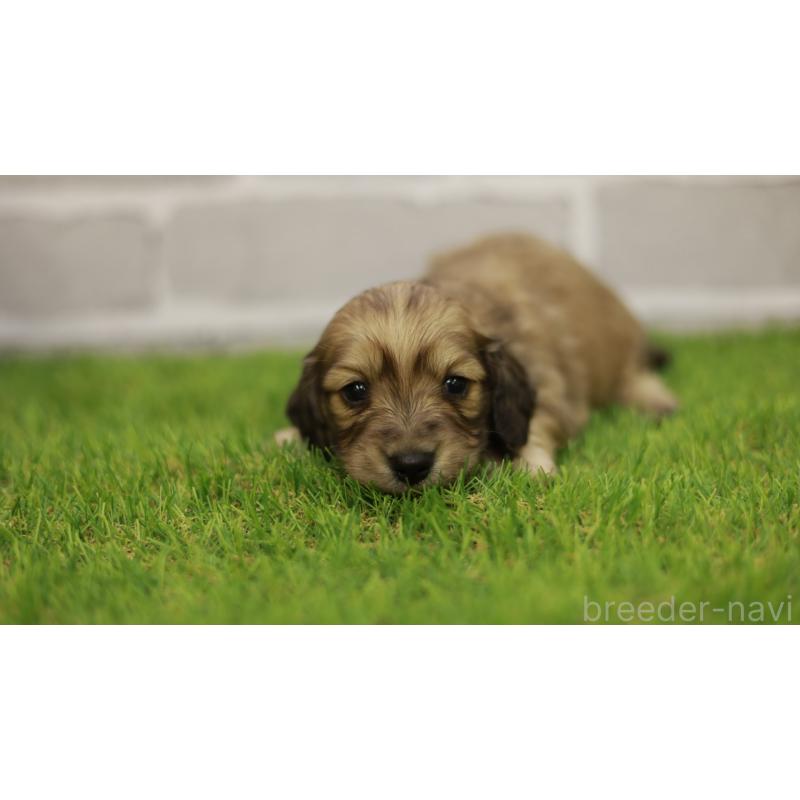 販売中の三重県のカニンヘンダックスフンド(スムースヘアード)-439438の10枚目