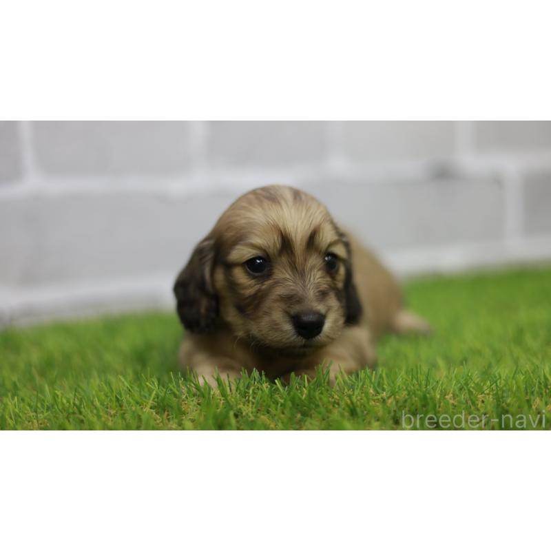 販売中の三重県のカニンヘンダックスフンド(スムースヘアード)-439438の8枚目