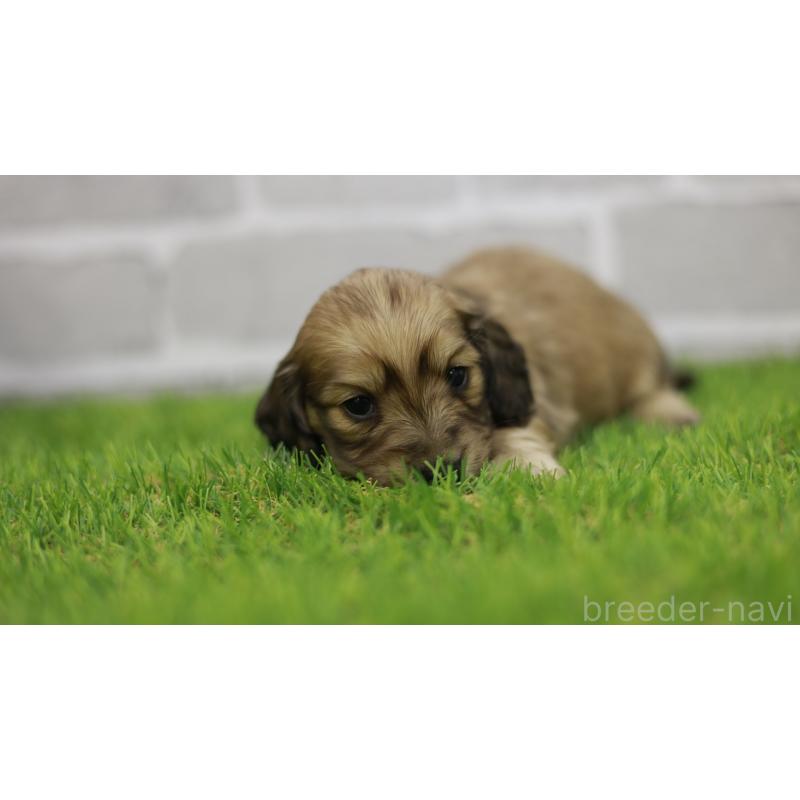 販売中の三重県のカニンヘンダックスフンド(スムースヘアード)-439438の7枚目