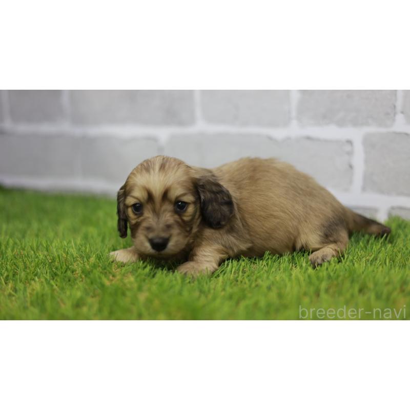 販売中の三重県のカニンヘンダックスフンド(スムースヘアード)-439438の6枚目