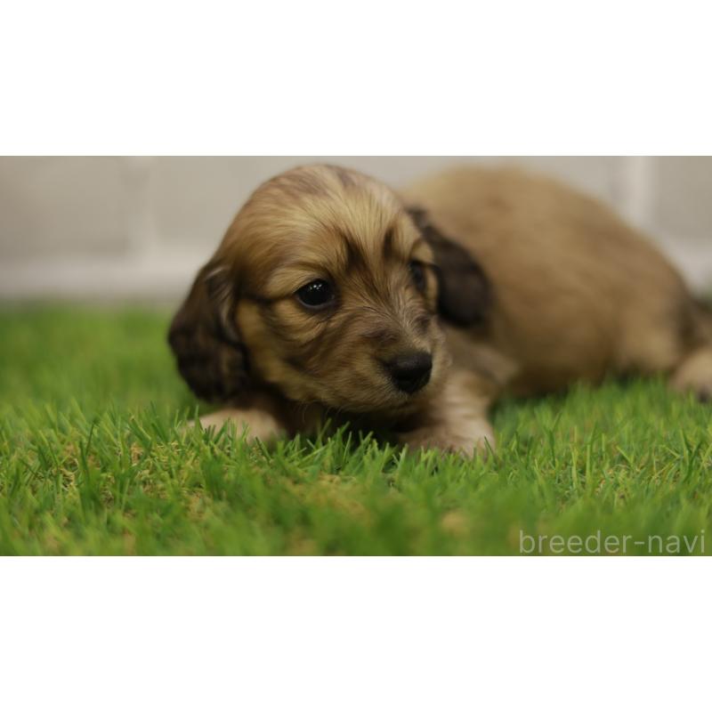 販売中の三重県のカニンヘンダックスフンド(スムースヘアード)-439438の5枚目