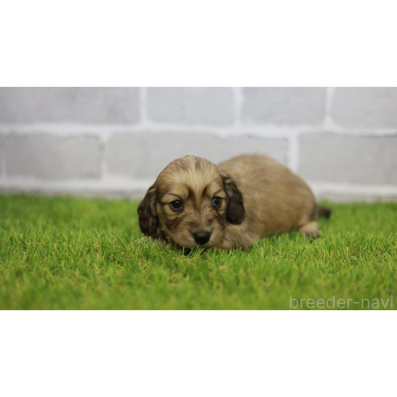 販売中の三重県のカニンヘンダックスフンド(スムースヘアード)-439438の4枚目