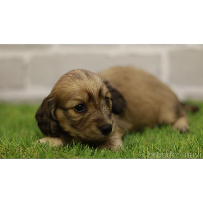 販売中の三重県のカニンヘンダックスフンド(スムースヘアード)-439438の3枚目