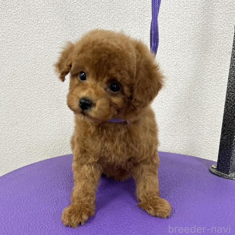 販売中の石川県のトイプードル-439439