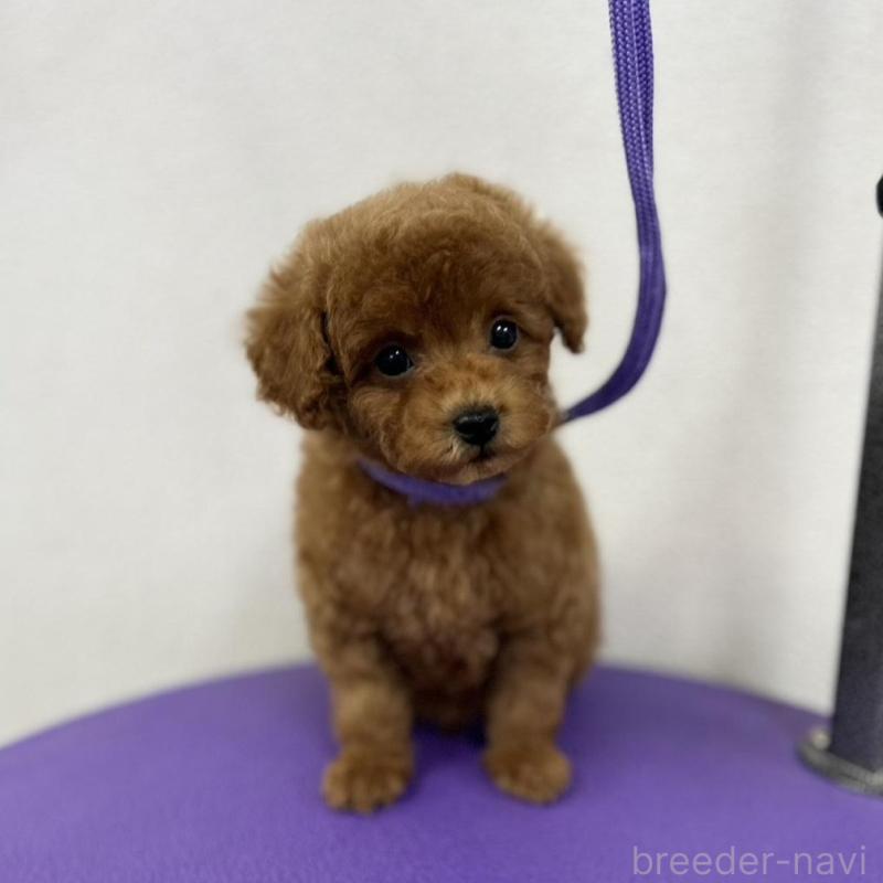 成約済の石川県のトイプードル-439439の4枚目