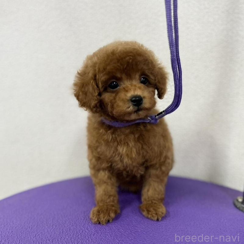 成約済の石川県のトイプードル-439439の3枚目