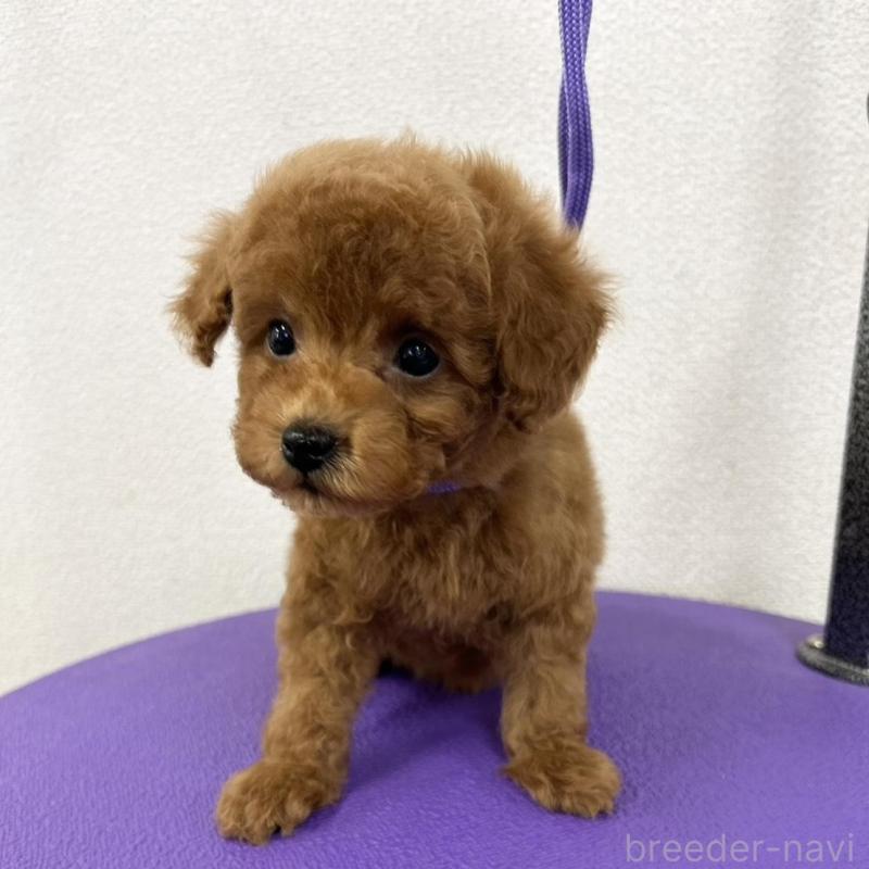 成約済の石川県のトイプードル-439439の2枚目