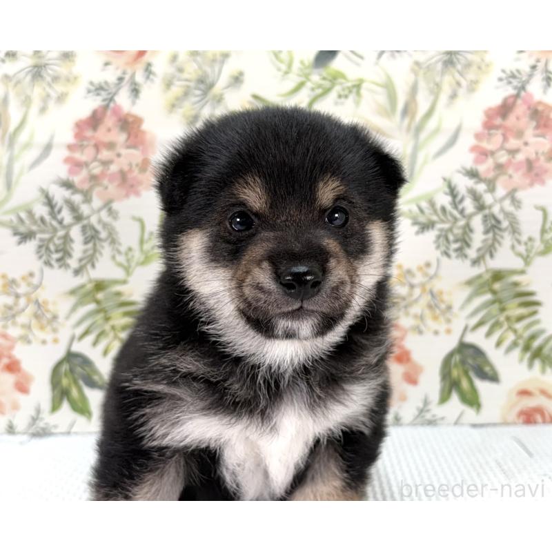 販売中の愛知県の豆柴-439440の5枚目