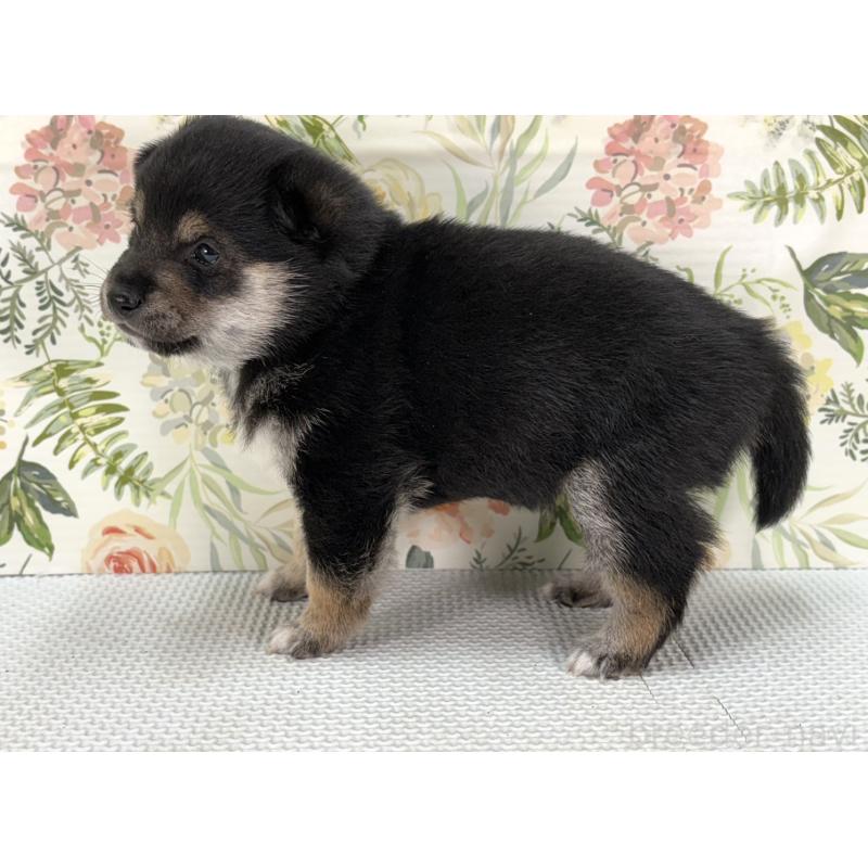 販売中の愛知県の豆柴-439440の3枚目