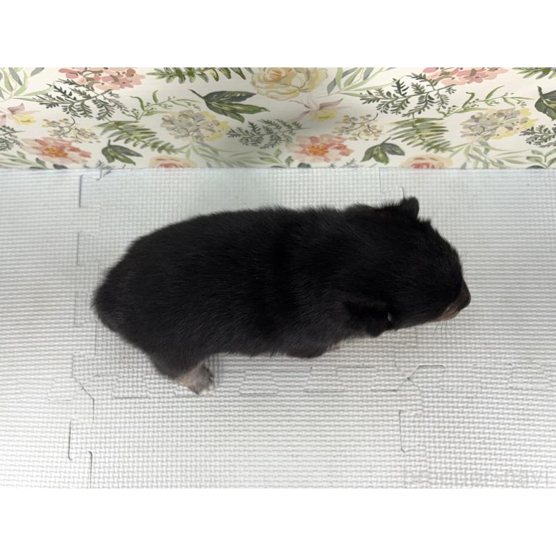 販売中の愛知県の豆柴-439440の2枚目