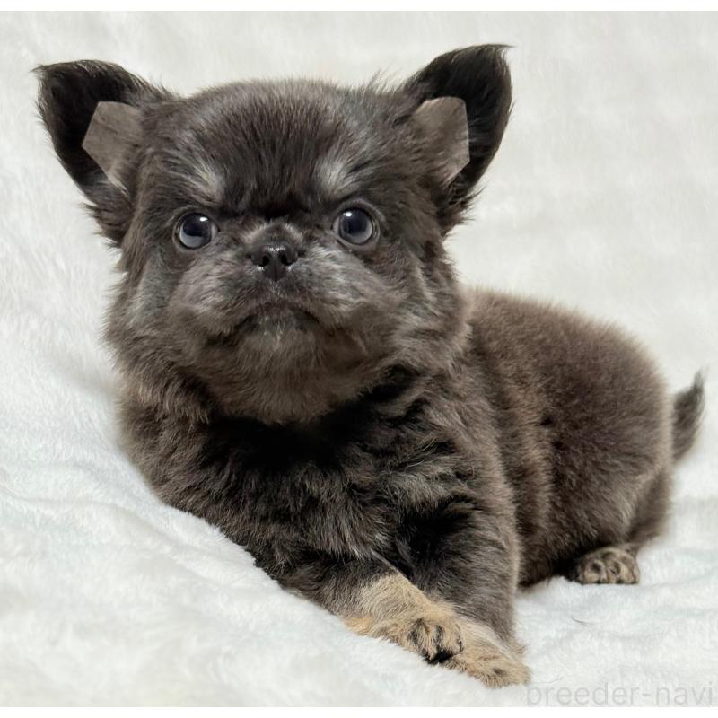 販売中の大阪府のチワワ(ロングコート)-439441の6枚目