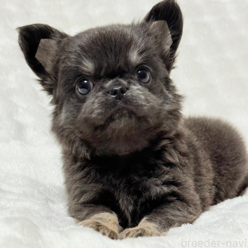 販売中の大阪府のチワワ(ロングコート)-439441の5枚目