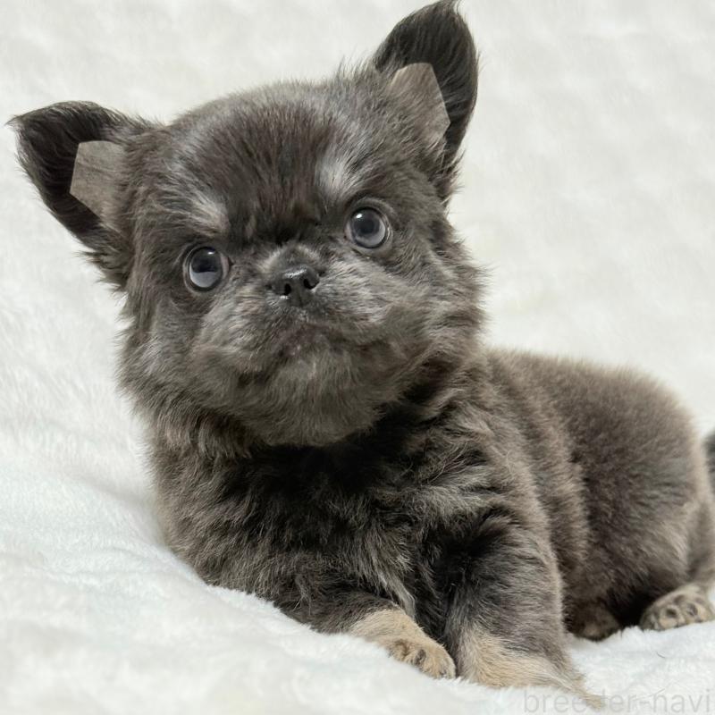 販売中の大阪府のチワワ(ロングコート)-439441の4枚目