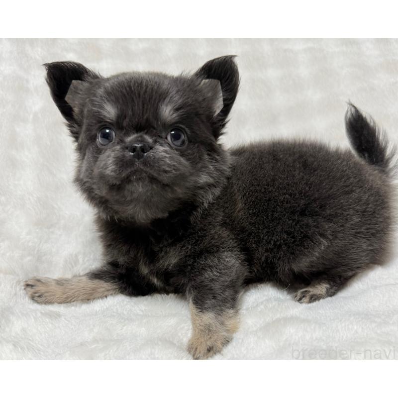 販売中の大阪府のチワワ(ロングコート)-439441の3枚目