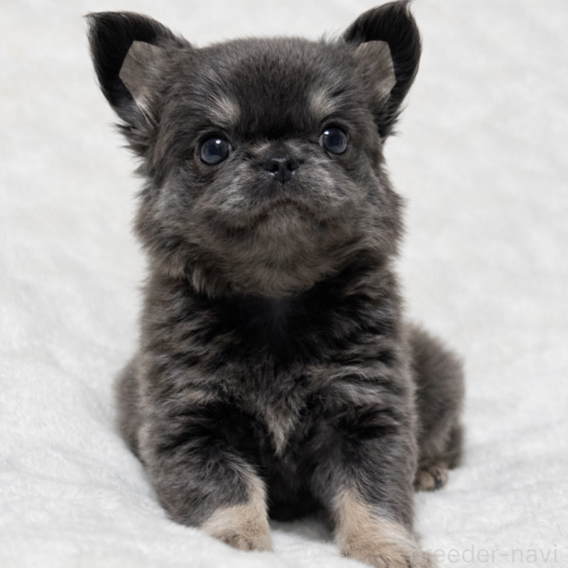 販売中の大阪府のチワワ(ロングコート)-439441の2枚目