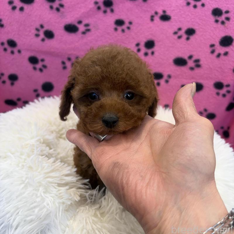 販売中の東京都のティーカッププードル-439442の1枚目