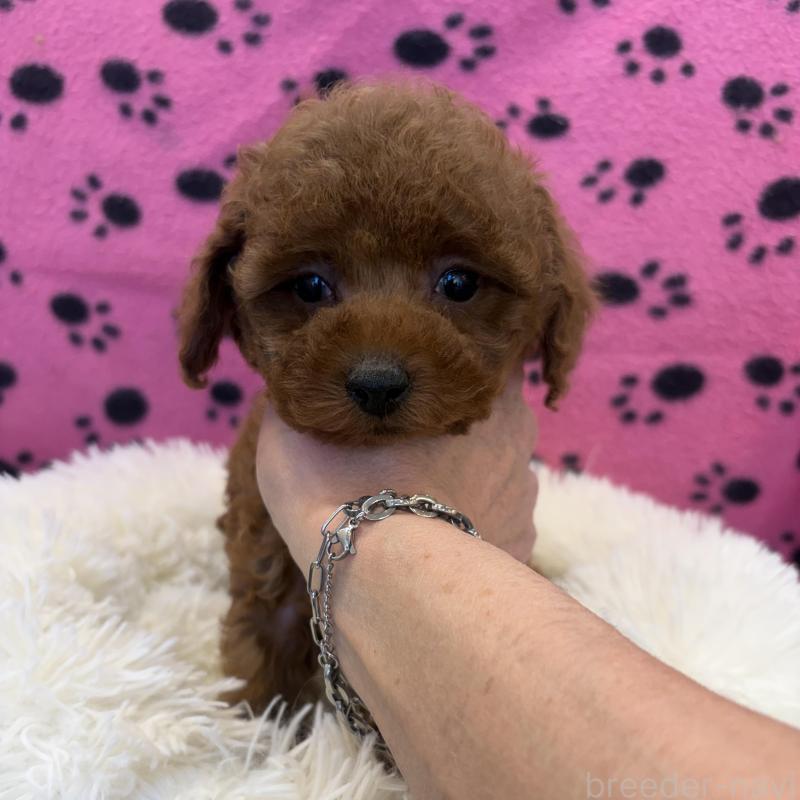 販売中の東京都のティーカッププードル-439442の8枚目