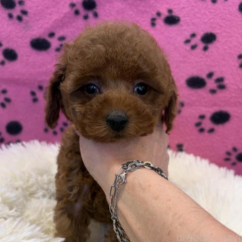 販売中の東京都のティーカッププードル-439442の7枚目