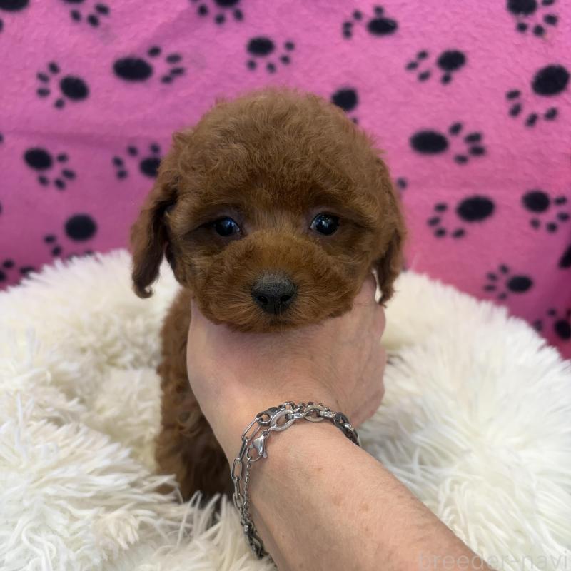 販売中の東京都のティーカッププードル-439442の5枚目