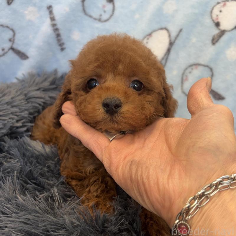 販売中の東京都のティーカッププードル-439444の6枚目