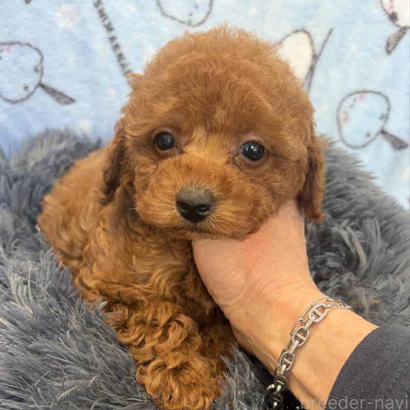 販売中の東京都のティーカッププードル-439444の5枚目