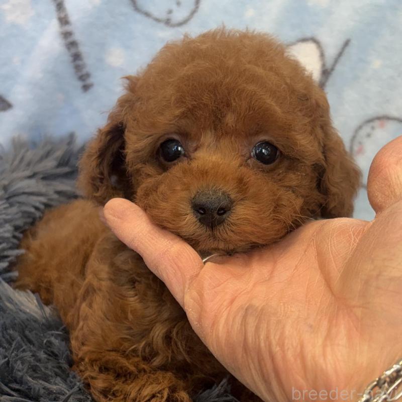 販売中の東京都のティーカッププードル-439444