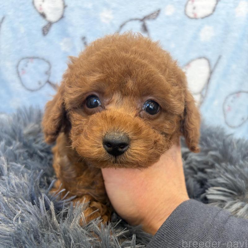 販売中の東京都のティーカッププードル-439444の4枚目