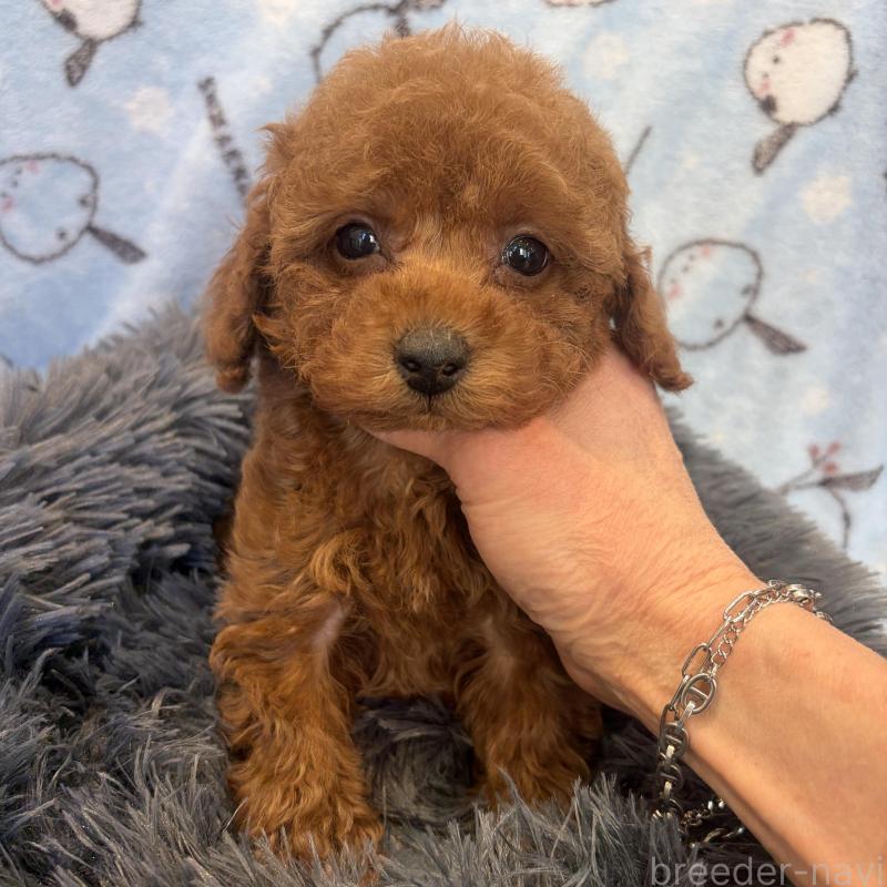 販売中の東京都のティーカッププードル-439444の3枚目