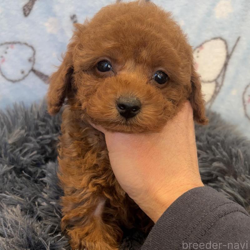 販売中の東京都のティーカッププードル-439444の2枚目