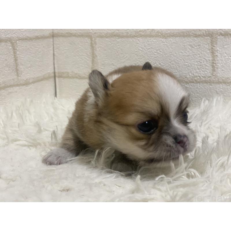 商談中の埼玉県のチワワ(ロングコート)-439491の6枚目