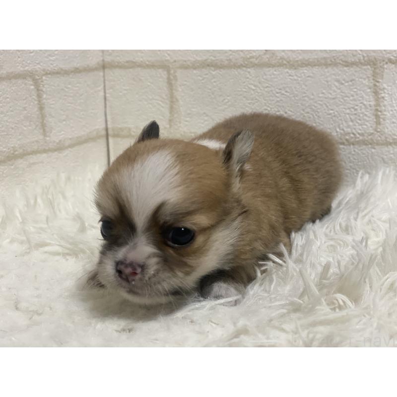 商談中の埼玉県のチワワ(ロングコート)-439491の5枚目