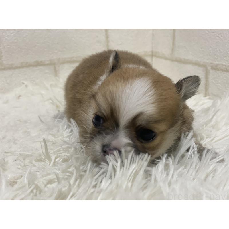 商談中の埼玉県のチワワ(ロングコート)-439491の4枚目