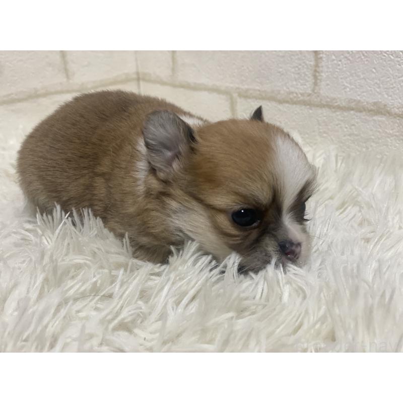 商談中の埼玉県のチワワ(ロングコート)-439491の3枚目