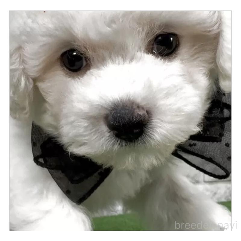 販売中の埼玉県のビションフリーゼ-439445の1枚目