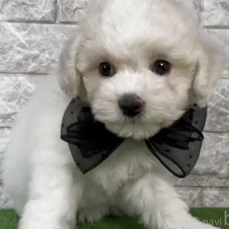 販売中の埼玉県のビションフリーゼ-439445の3枚目