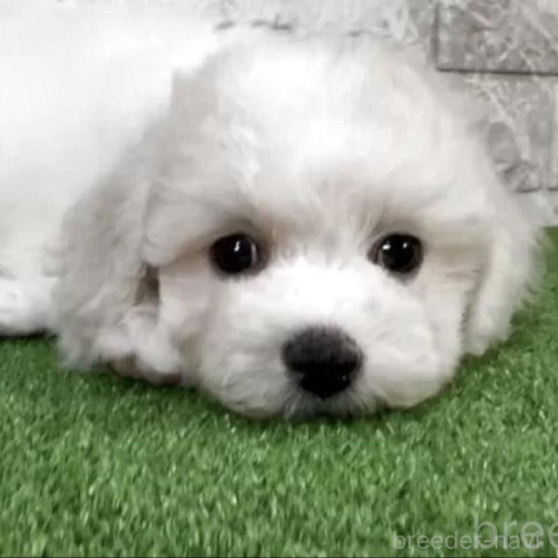 販売中の埼玉県のビションフリーゼ-439445の2枚目