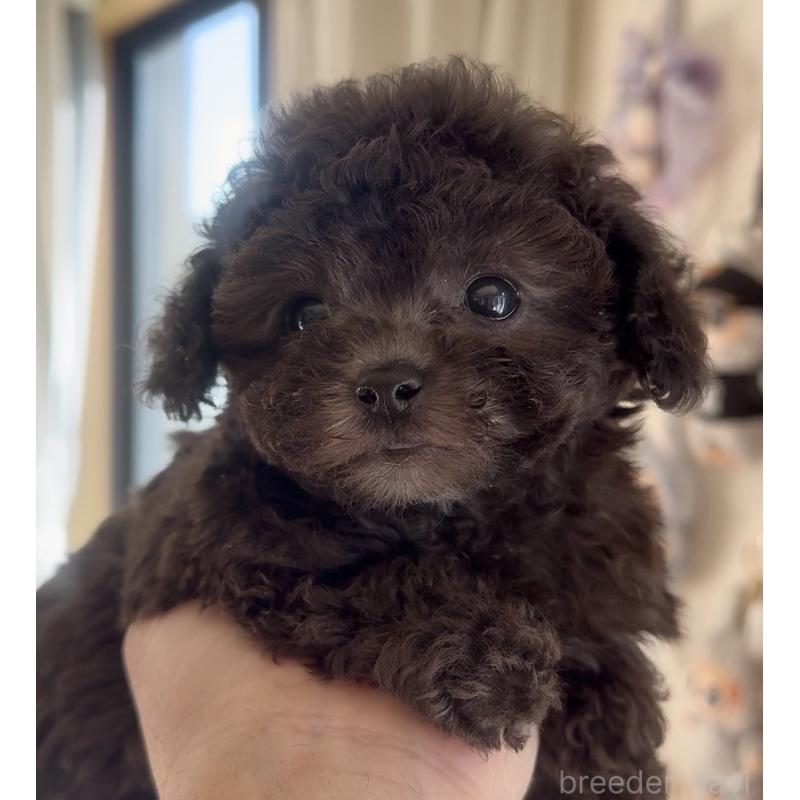 商談中の静岡県のティーカッププードル-434603の15枚目