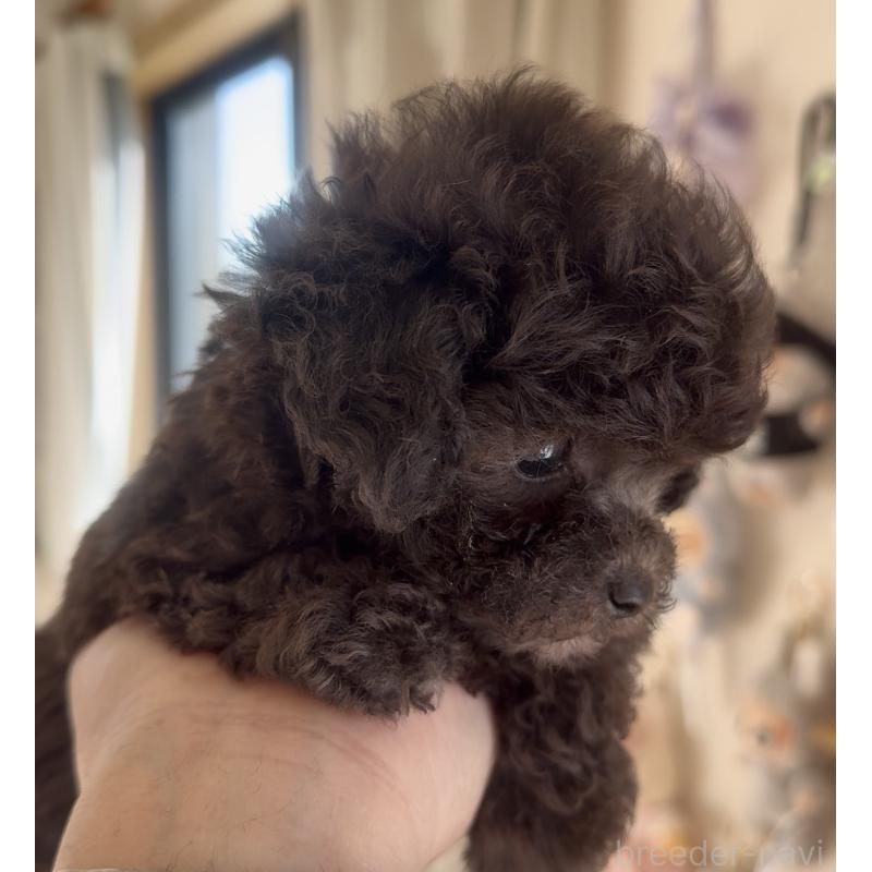 商談中の静岡県のティーカッププードル-434603の14枚目