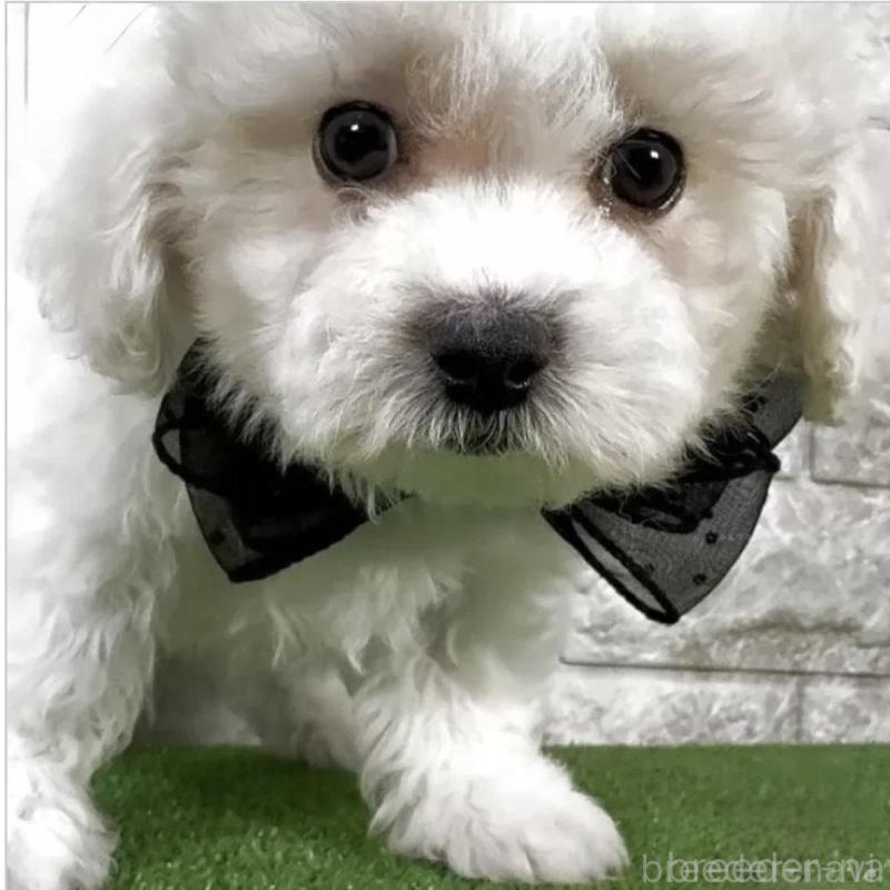 販売中の埼玉県のビションフリーゼ-439446