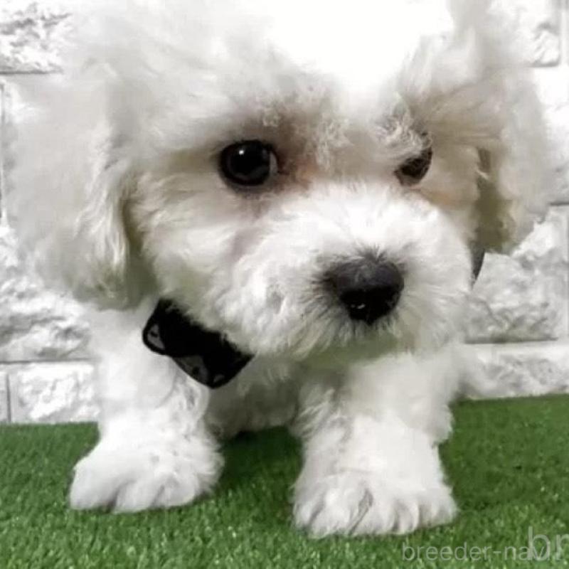 販売中の埼玉県のビションフリーゼ-439446の3枚目