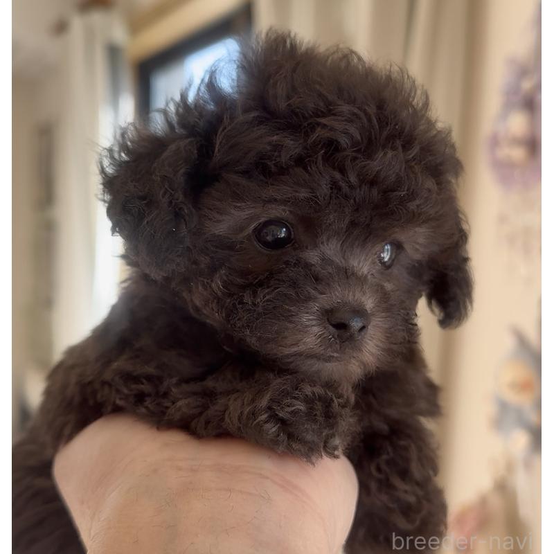 商談中の静岡県のティーカッププードル-434603の13枚目